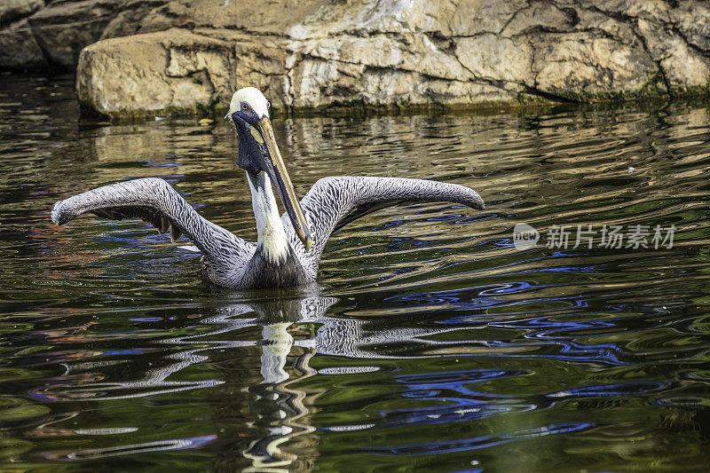 褐鹈鹕(Pelecanus occidentalis california)